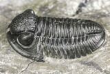 Detailed Gerastos Trilobite Fossil - Morocco #141669-2